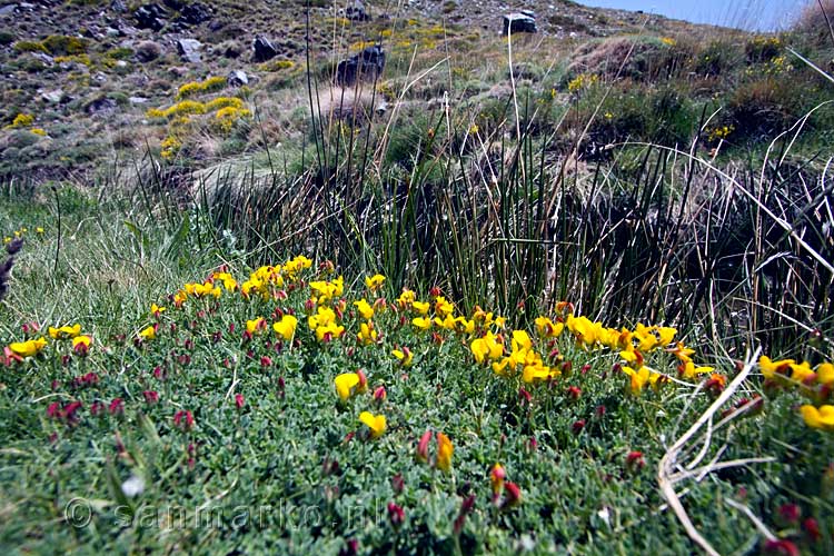 Er staan leuke gele bloemen langs het wandelpad bij Capileira in de Alpujarras in Spanje