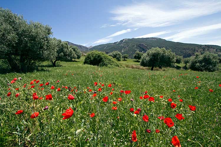 Het uitzicht over olijfbomen en klaprozen bij Monachil in de Sierra Nevada in Spanje