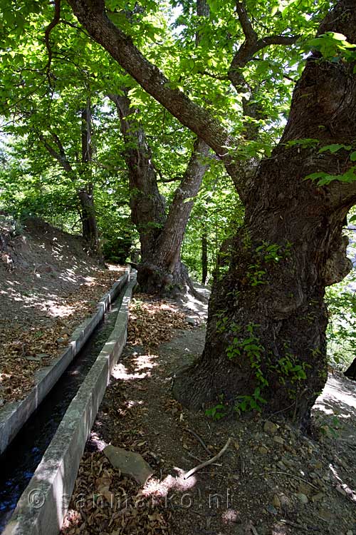 De zeer grote kastanjebomen langs de waterweg in het bos bij Mecina-Bombarón