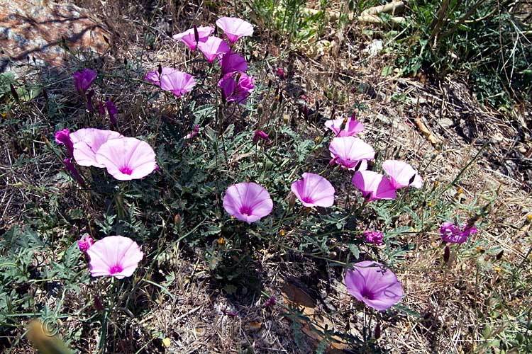 Een van de vele mooie bloemen langs het wandelpad bij Mecina-Bombarón