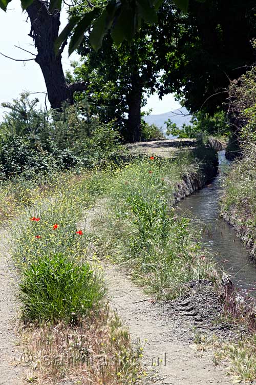 Een bloemenzee langs het wandelpad bij Mecina-Bombarón in de Sierra Nevada in Spanje