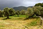 Het begin van onze wandeling over de Ruta de los olivos centenarios bij Orgiva