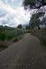 Het wandelpad door de olijfboomvelden van de Ruta de los olivos centenarios