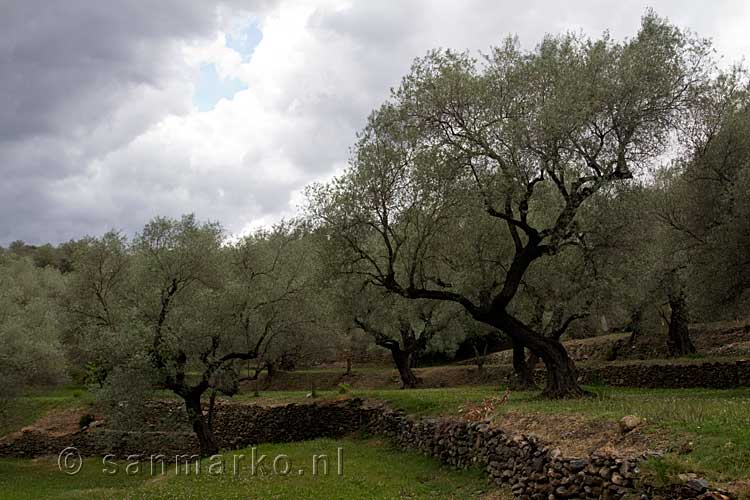 De olijfboomvelden bij Orgiva langs de Ruta de los olivos centenarios in Spanje
