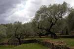 De olijfboomvelden bij Orgiva langs de Ruta de los olivos centenarios in Spanje