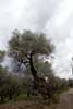 Eeuwenoude olijfbomen langs de Ruta de los olivos centenarios in Orgiva