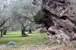 De mooie stammen van de oude olijfbomen langs de Ruta de los olivos centenarios