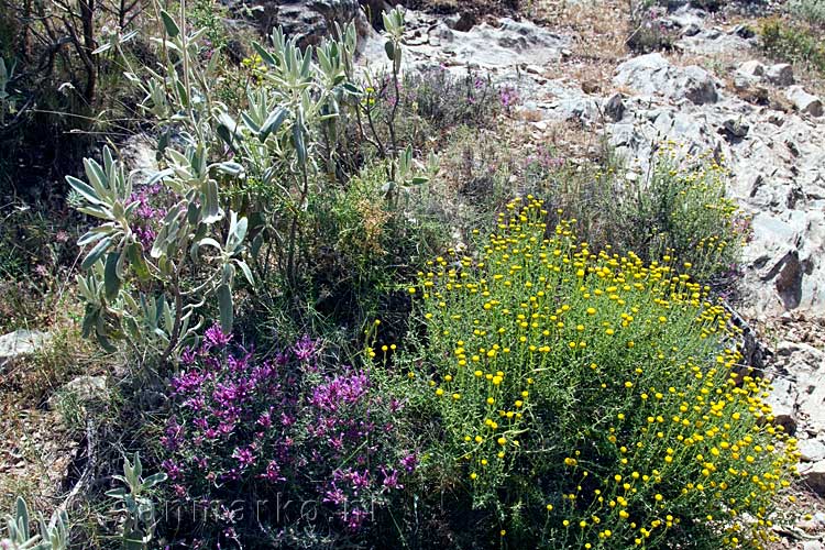 De kleurrijke bloemen langs het wandelpad tussen Cáñar en Orgiva