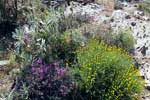 De kleurrijke bloemen langs het wandelpad tussen Cáñar en Orgiva