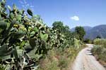 Heel veel cactussen langs de weg richting Orgiva in de Sierra Nevada in Spanje