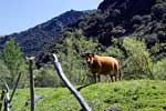 Een koe langs het wandelpad langs de Rio Trevélez bij Trevélez in Spanje