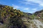 Tijdens veel wandelingen kwamen we deze gele bloemen tegen in de Sierra Nevada