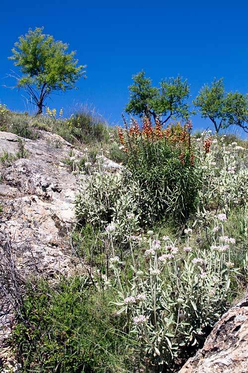 De bloemen langs het wandelpad bij Yegen in de Alpujarras in Spanje