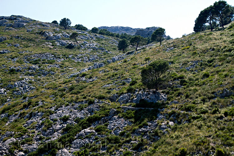 Het wandelpad door de, met gras begroeide rotsen van Mallorca
