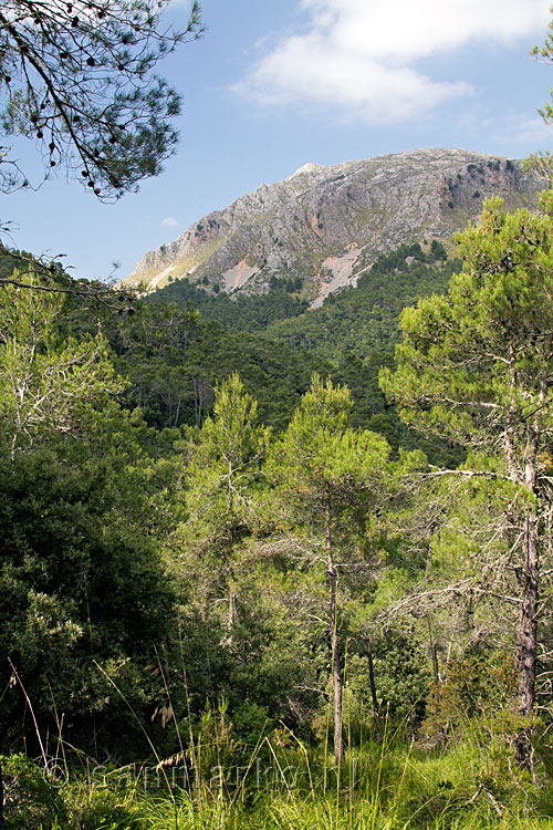 Tussen de bomen door een mooi uitzicht over de bergen rondom Lluc