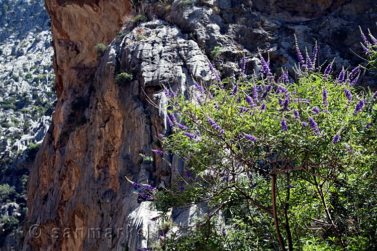 Vitex agnus-castus (Monnikenpeper) in de kloof Torrent de Pareis bij Sa Calobra