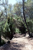 Het wandelpad door het bos richting Tossals Verds op Mallorca