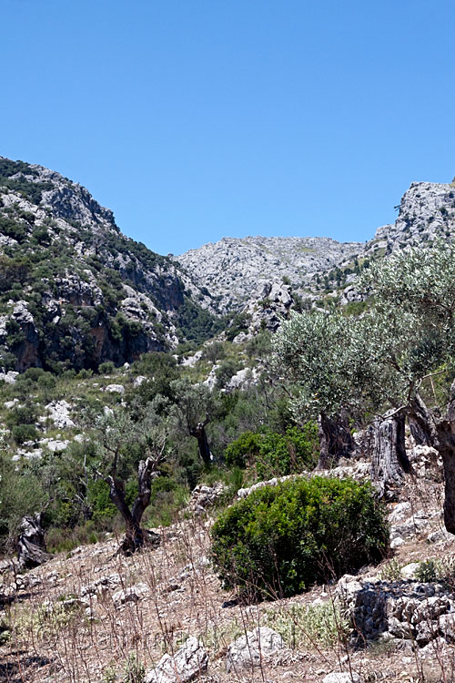 De olijfboomgaard tijdens de rondwandeling bij Tossals Verds bij stuwmeer Cúber