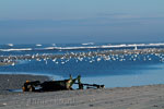 Een wrak op het strand van Terschelling