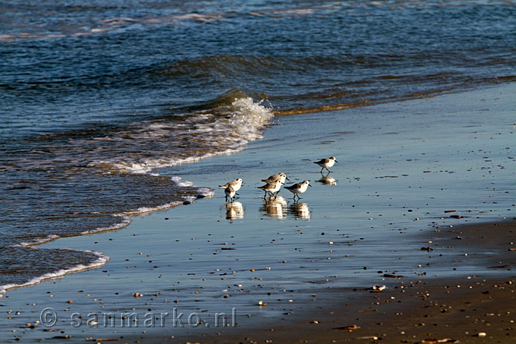 Strandplevieren op het strand van Terschelling