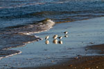 Strandplevieren op het strand van Terschelling