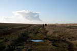 Het wandelpad over de Boschplaat op Terschelling