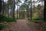 Wandelpad door het Formerumerbos op Terschelling