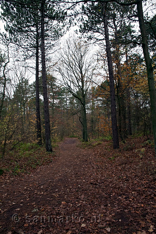 Wandelen door het Formerumerbos op Terschelling