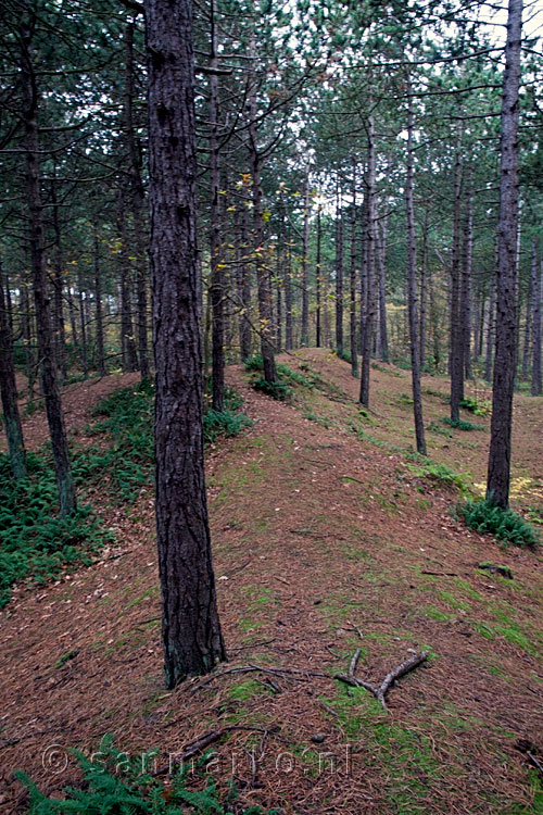 Dennenbos op oude duinen in het Formerumerbos op Terschelling