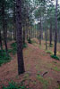 Dennenbos op oude duinen in het Formerumerbos op Terschelling