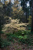 Herfstkleuren in het Formerumerbos op Terschelling