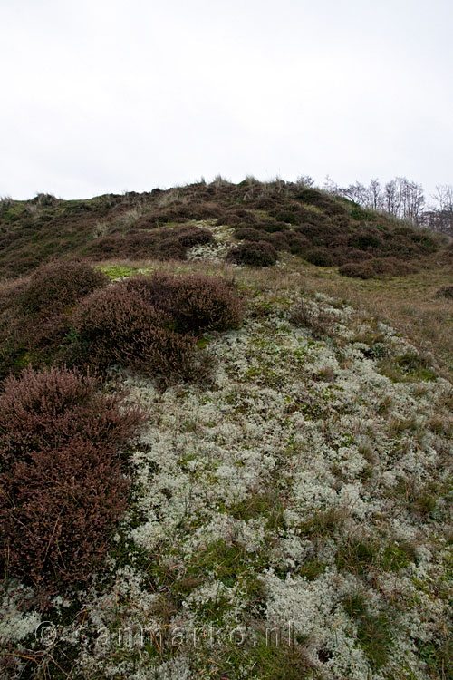 Heide op de duinen van Terschelling