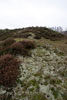 Heide op de duinen van Terschelling