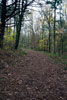 Terug in het Formerumerbos op Terschelling