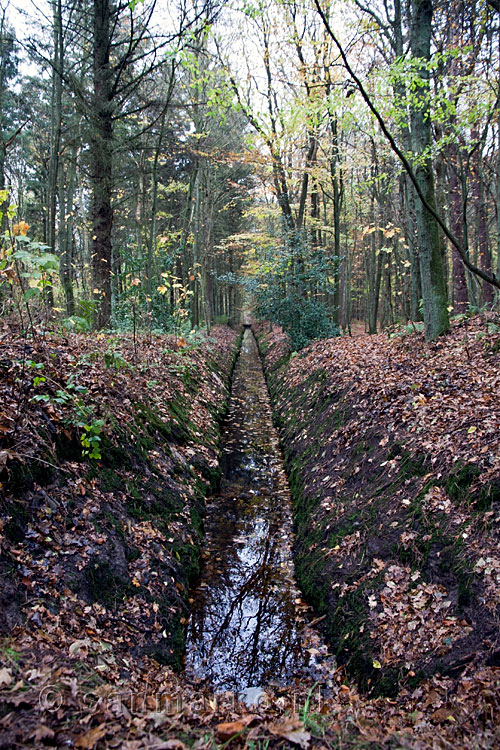 Sloot in het Formerumerbos op Terschelling