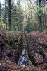 Sloot in het Formerumerbos op Terschelling