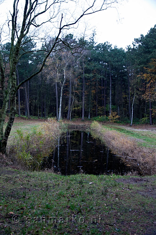 Duinmeertje (dobes) in het Formerumerbos op Terschelling