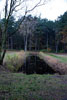 Duinmeertje (dobes) in het Formerumerbos op Terschelling