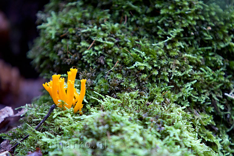 Koraalmos in het Formerumerbos op Terschelling