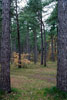 Het bos bij West-Terschelling