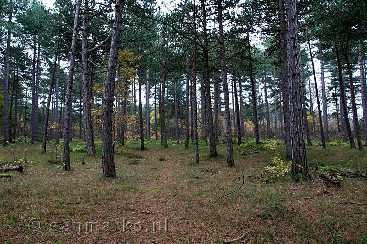 Dennenbos op oude duinen op Terschelling