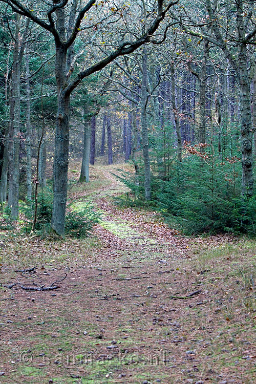 Eikenbos op oude duinen op Terschelling