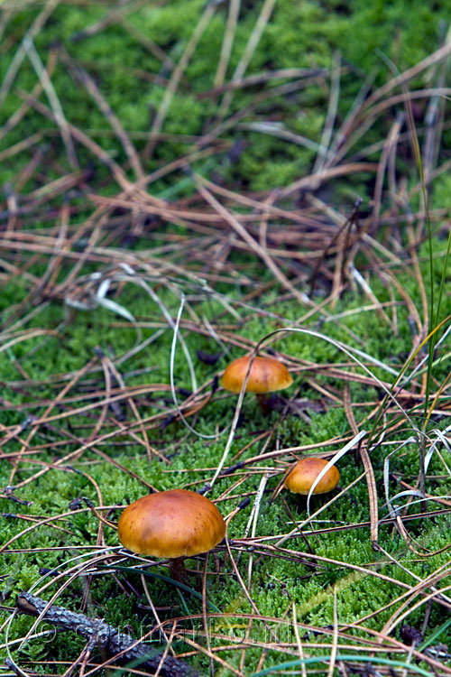 Paddestoelen in de herfst op Terschelling