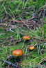 Paddestoelen in de herfst op Terschelling