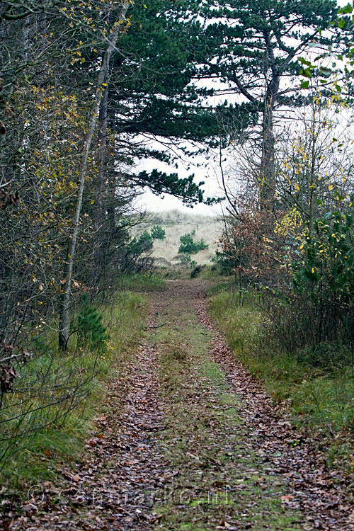 Naar de duinen bij West-Terschelling