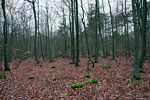 Herfst in het bos bij West-Terschelling