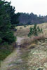 Langs het bos en de duinen bij West-Terschelling