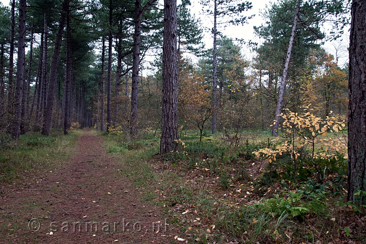 Wandelpad door het bos bij West-Terschelling