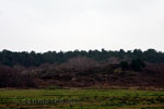 Duinen en bos bij West-Terschelling