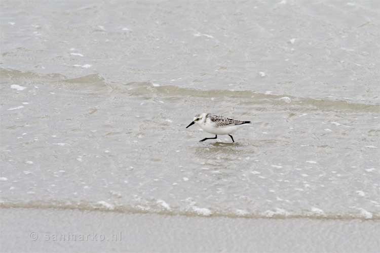 Drieteenstrandloper op Terschelling